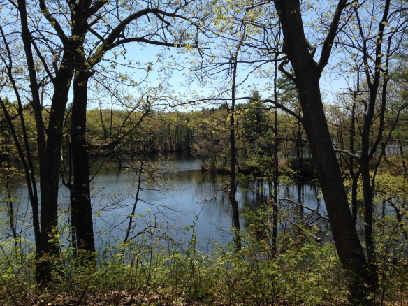 A photograph of Lake Cochituate in Natick, Massachusetts, in the spring, with trees ringing the shoreline